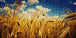 Diamond Painting mit goldenem Gerstenfeld, reifen Ähren und blauem Himmel mit weißen Wolken. Mockup.