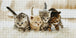 Diamond Painting von vier kleinen Katzenbabys mit großen Augen auf einer weißen Decke. Mockup.