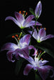 Diamond Painting mit violett-weißen Lilien vor schwarzem Hintergrund in realistischer Darstellung. Mockup.