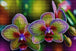 Diamond Painting mit zwei grün-violetten Orchideenblüten und Knospen vor unscharfem Hintergrund. Mockup.