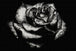Diamond Painting mit schwarzer Rose in Schwarz-Weiß und Wassertropfen vor dunklem Hintergrund. Mockup.