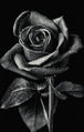 Diamond Painting mit schwarzer Rose und Wassertropfen vor schwarzem Hintergrund im monochromen Fotostil. Mockup.