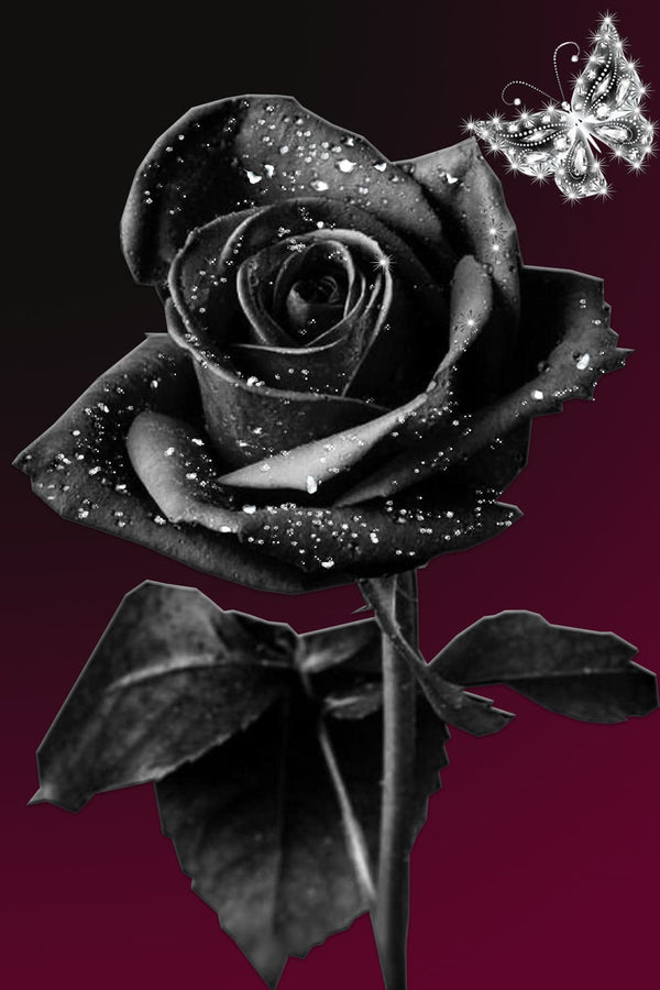 Diamond Painting einer schwarzen Rose mit funkelnden Wassertropfen und einem silbernen Glitzerschmetterling. 
