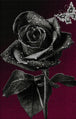 Diamond Painting einer schwarzen Rose mit funkelnden Wassertropfen und einem silbernen Glitzerschmetterling.  Mockup.