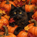 Diamond Painting mit schwarzer Langhaarkatze zwischen orangefarbenen Kürbissen und rotem Herbstlaub.