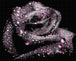 Diamond Painting mit schwarzer Rose und rosa Tautropfen vor schwarzem Hintergrund. Mockup.