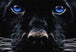 Diamond Painting Hund mit leuchtend blauen Augen und dunklem Fell.
Mockup.