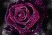 Diamond Painting einer dunkelroten Rose in Nahaufnahme, bedeckt mit vielen glitzernden Wassertropfen. Mockup.