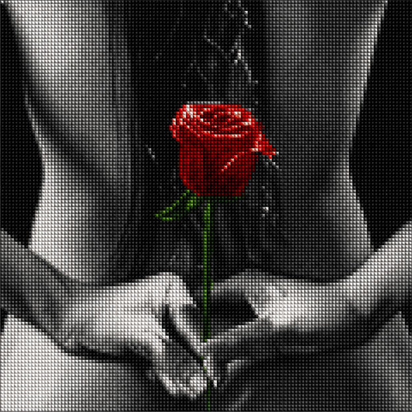 Diamond Painting einer roten Rose, die von Frauenhänden auf einem nackten Rücken in Schwarz-Weiß gehalten wird. Morckup.