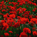 Diamond Painting eines dichten Feldes mit vielen roten Mohnblumen in Nahaufnahme und grünen Stielen. Mockup.