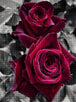 Diamond Painting von zwei dunkelroten Rosen in Nahaufnahme vor einem schwarz-weißen Blätterhintergrund. Mockup.