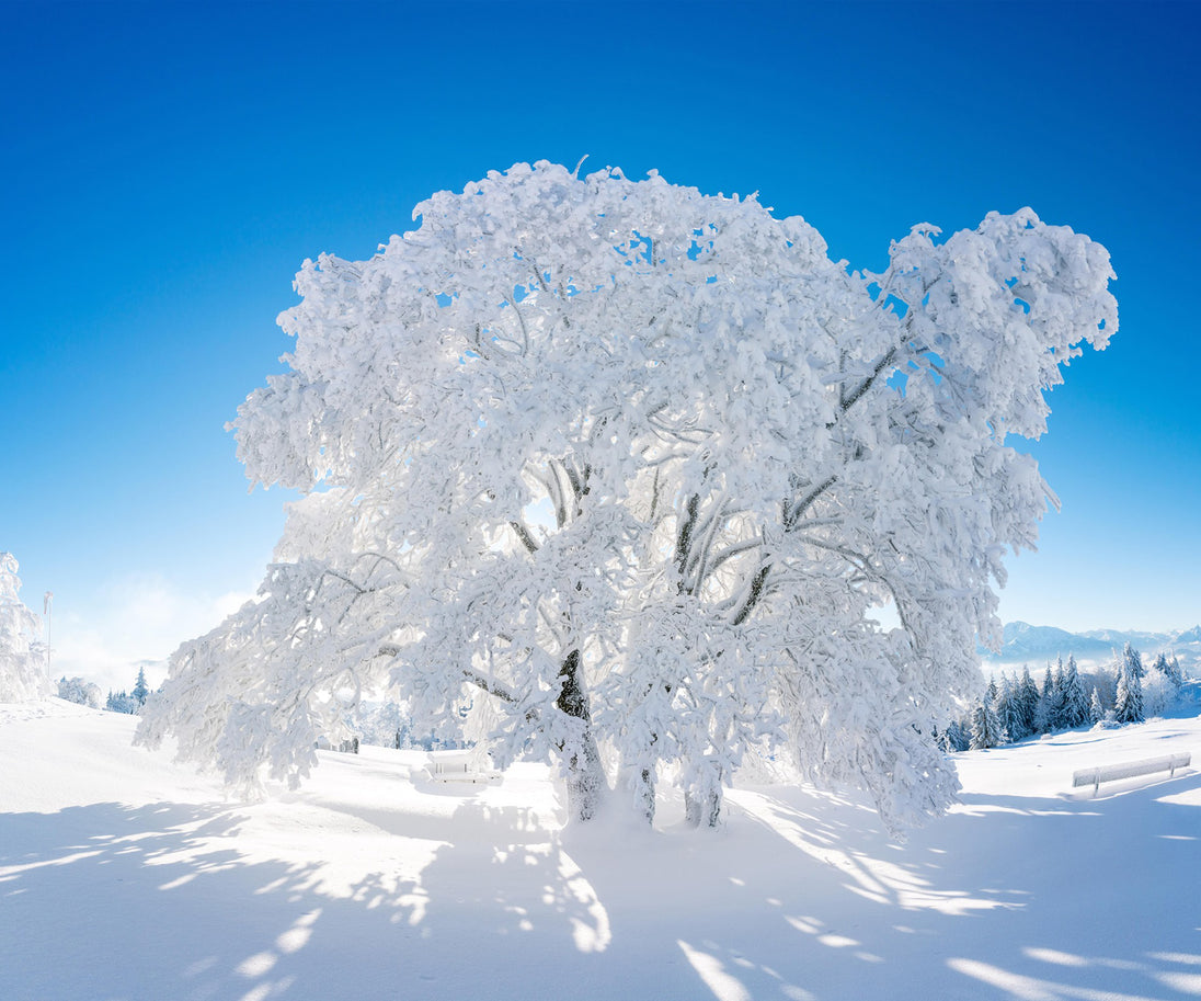 Diamond Painting mit verschneitem Winterbaum unter blauem Himmel in einer schneebedeckten Landschaft.
