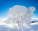 Diamond Painting mit verschneitem Winterbaum unter blauem Himmel in einer schneebedeckten Landschaft.
