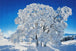 Diamond Painting mit verschneitem Winterbaum unter blauem Himmel in einer schneebedeckten Landschaft. Mockup.
