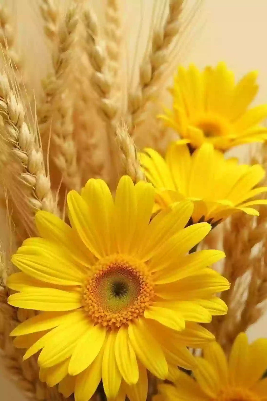Diamond Painting mit gelben Margeriten und reifen Weizenähren in warmem Sonnenlicht