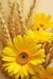 Diamond Painting mit gelben Margeriten und reifen Weizenähren in warmem Sonnenlicht