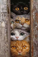Diamond Painting mit fünf Katzen, die durch einen schmalen Spalt zwischen Holzbrettern schauen, Mockup, Pixelvorschau