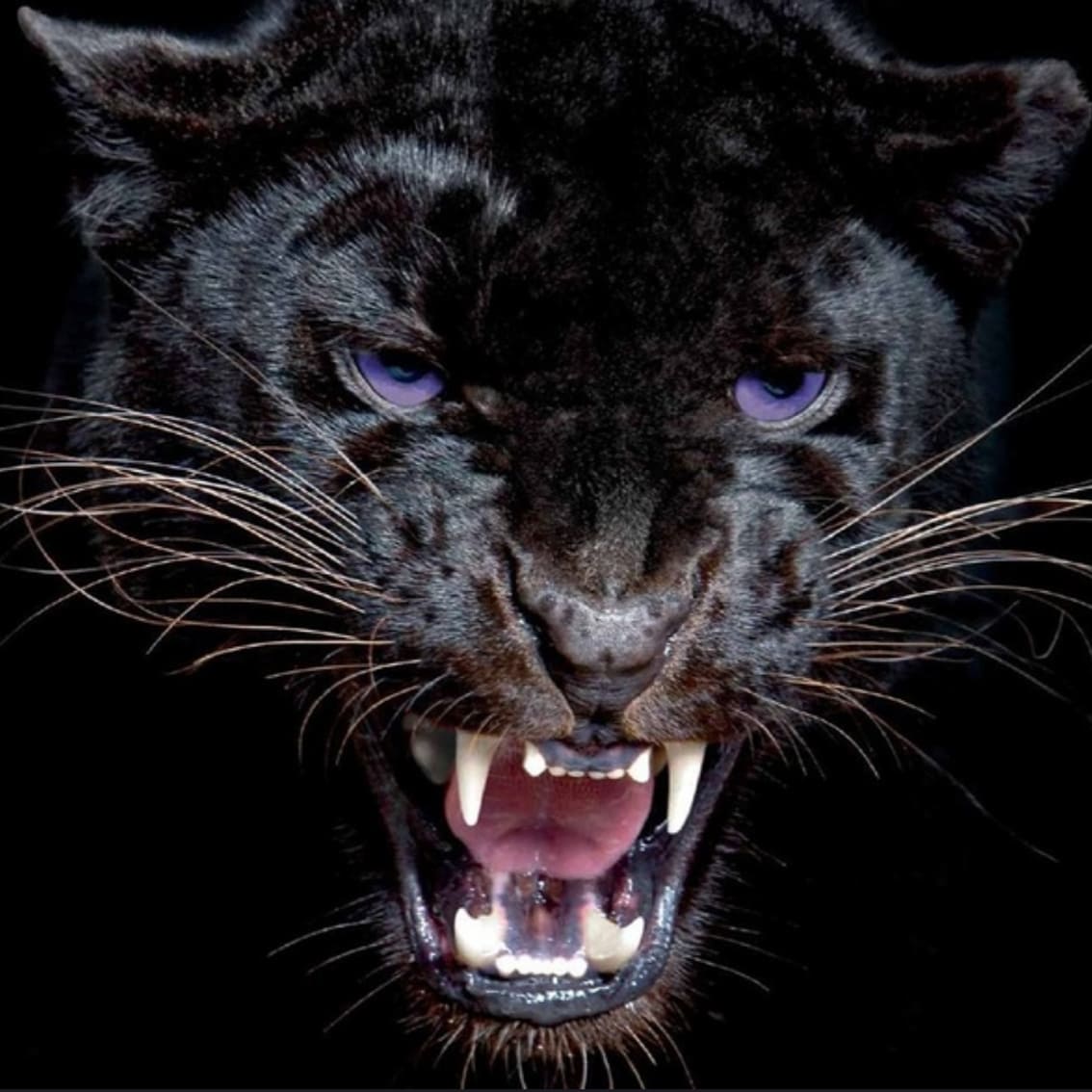 Diamond Painting Nahaufnahme eines schwarzen Panthers mit intensiv leuchtend blauen Augen im Halbschatten.
