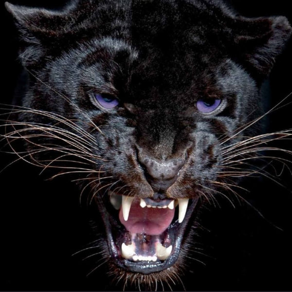 Diamond Painting Nahaufnahme eines schwarzen Panthers mit intensiv leuchtend blauen Augen im Halbschatten.
