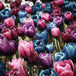 Diamond Painting mit dichtem Tulpenmeer in Pink-, Violett- und Blautönen im malerischen Stil.