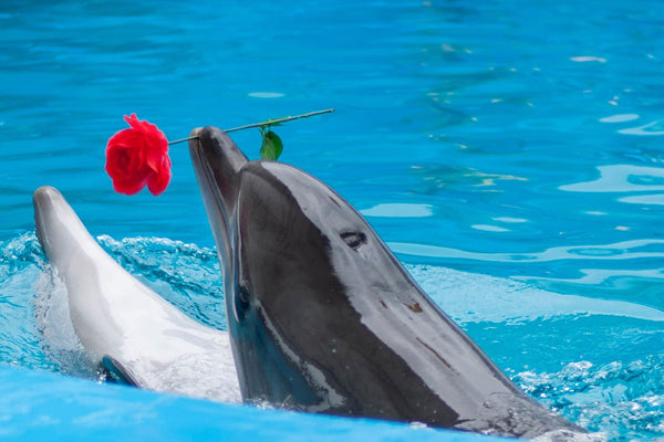 Diamond Painting eines Delfins, der eine rote Rose im Maul hält und aus blauem Wasser schaut.