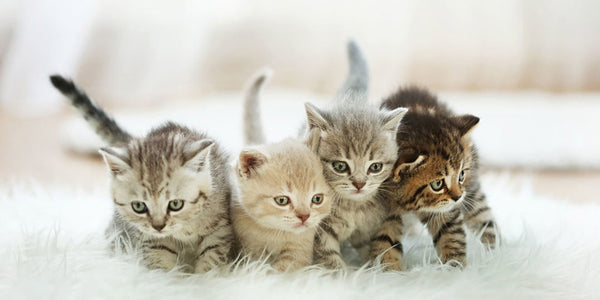 Diamond Painting von vier kleinen Katzenbabys mit großen Augen auf einer weißen Decke.

