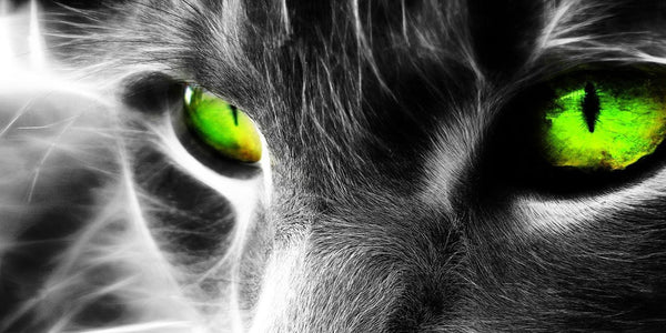 Diamond Painting mit Nahaufnahme einer Katze und leuchtend grünen Augen in Schwarz-Weiß.