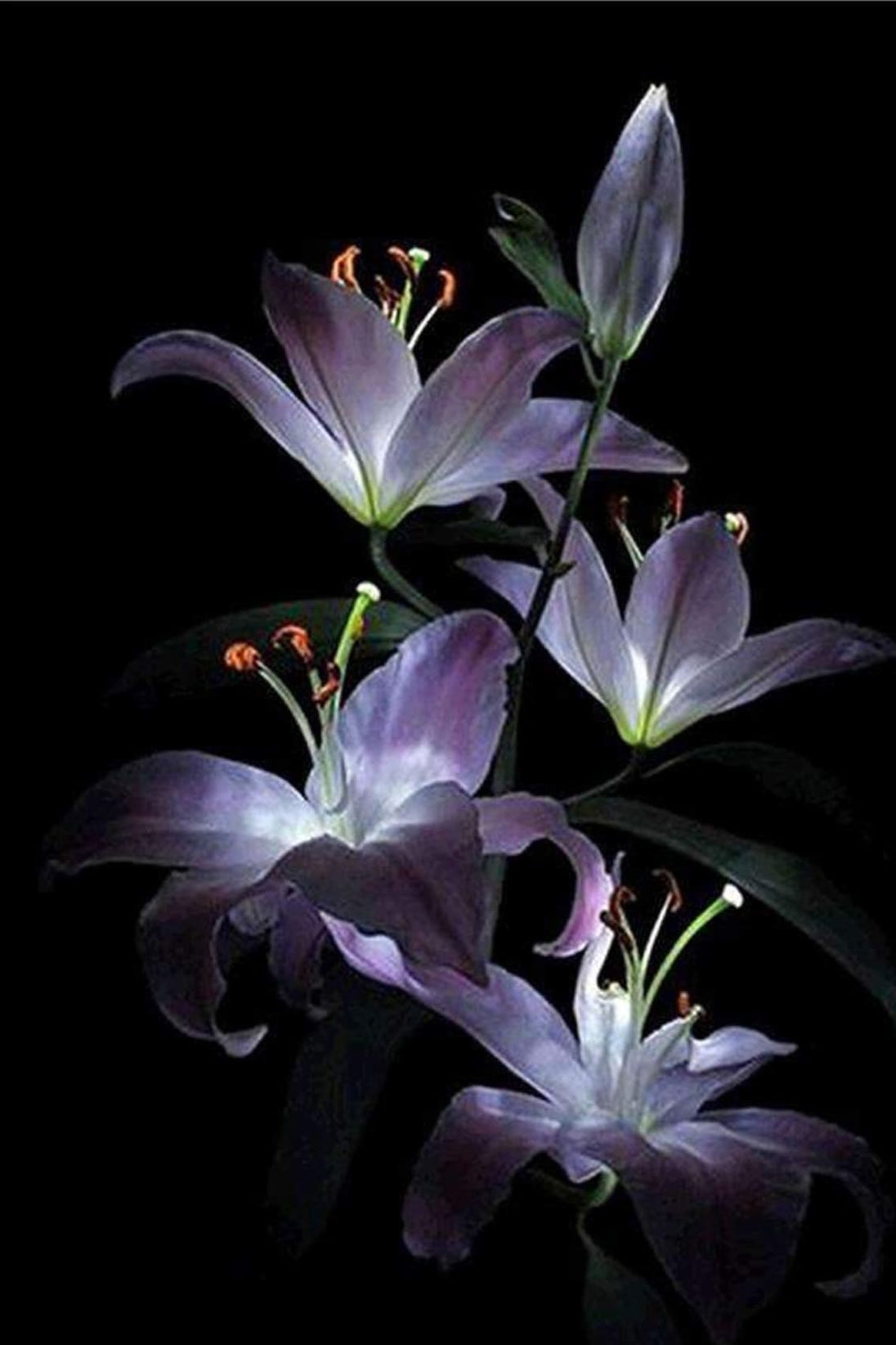 Diamond Painting mit violett-weißen Lilien vor schwarzem Hintergrund in realistischer Darstellung.
