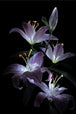 Diamond Painting mit violett-weißen Lilien vor schwarzem Hintergrund in realistischer Darstellung.
