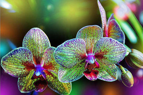 Diamond Painting mit zwei grün-violetten Orchideenblüten und Knospen vor unscharfem Hintergrund.