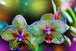 Diamond Painting mit zwei grün-violetten Orchideenblüten und Knospen vor unscharfem Hintergrund.