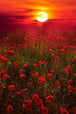 Diamond Painting mit rotem Mohnblumenfeld und leuchtender Abendsonne am Horizont.
