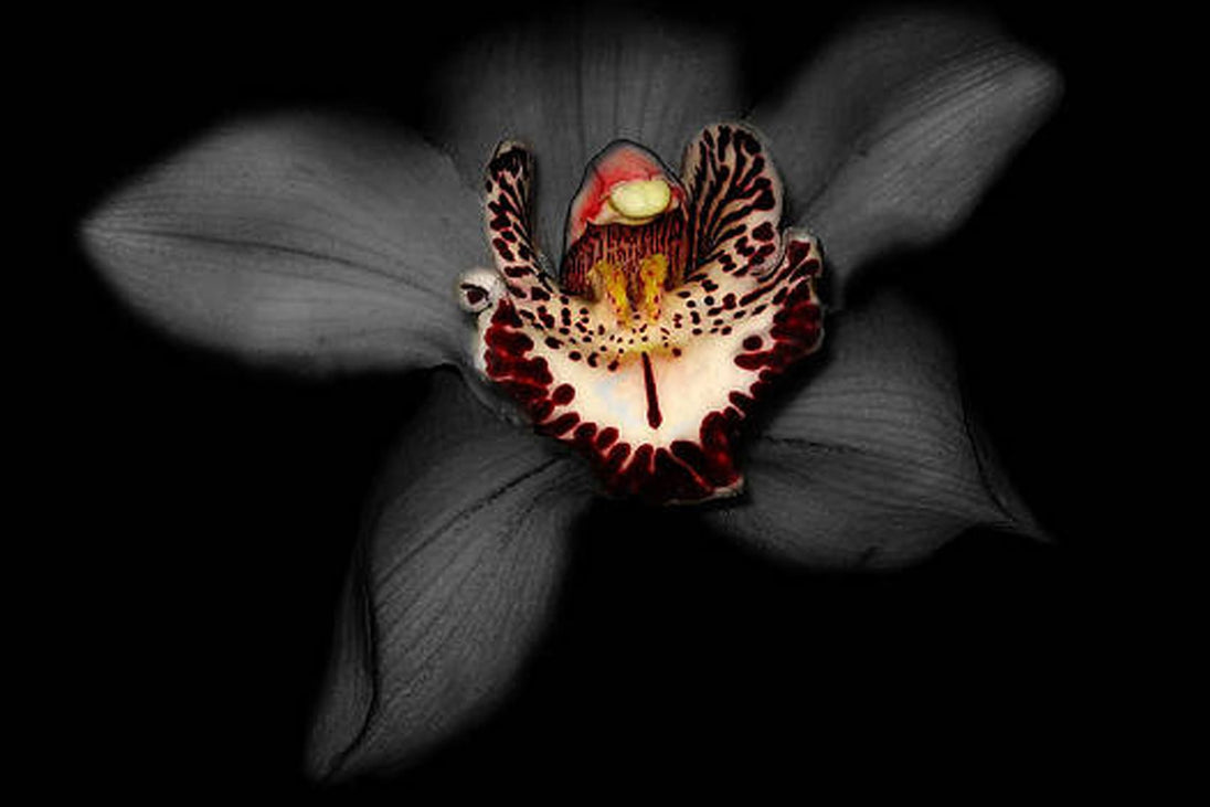 Diamond Painting mit exotischer Tigerorchidee vor schwarzem Hintergrund in kontrastreicher Makroansicht.