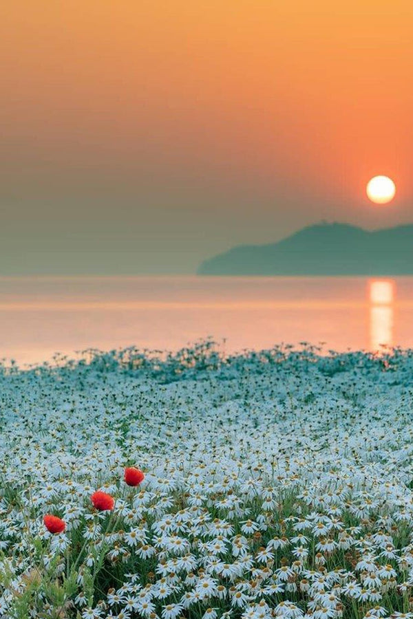 Diamond Painting mit Margeritenwiese, roten Mohnblumen und Sonnenuntergang am ruhigen See.