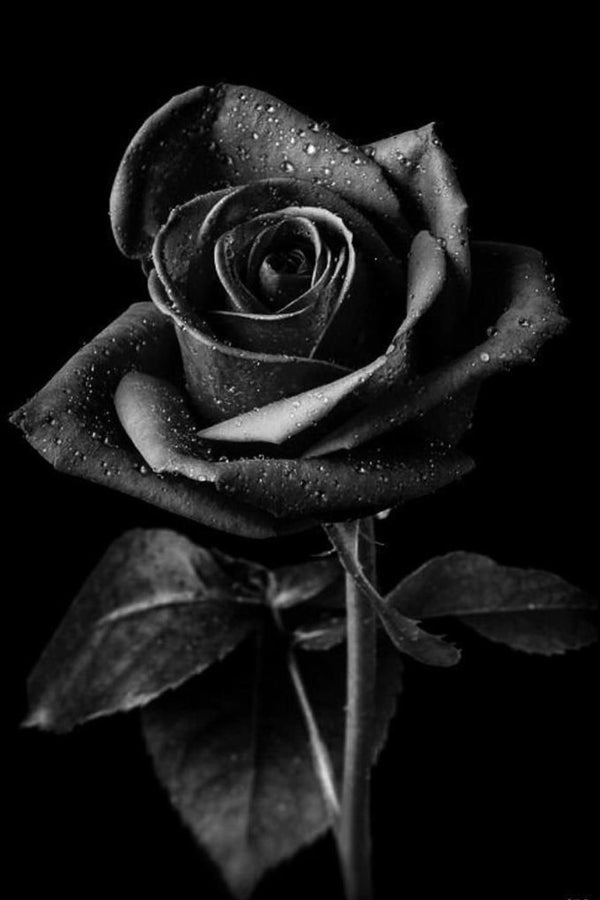 Diamond Painting mit schwarzer Rose und Wassertropfen vor schwarzem Hintergrund im monochromen Fotostil.
