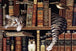 Diamond Painting mit schlafender Katze zwischen antiken Büchern in einem detailreichen Bücherregal.