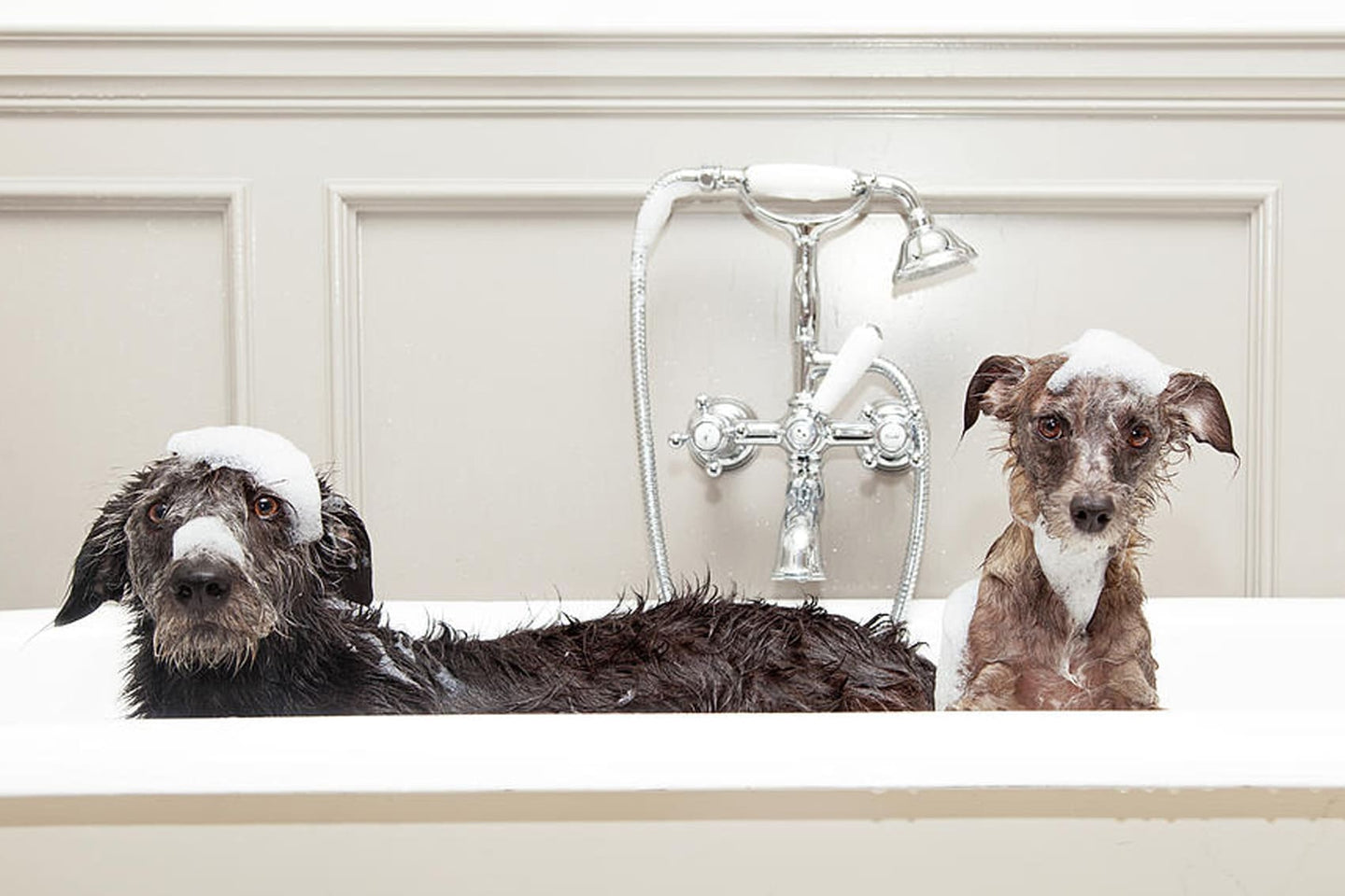 Süßes Diamond Painting von zwei nassen Hunden mit Schaum auf dem Kopf in einer weißen Badewanne.