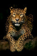Diamond Painting eines liegenden Leoparden auf dunklem Grund mit Fokus auf Pfoten und Gesicht.