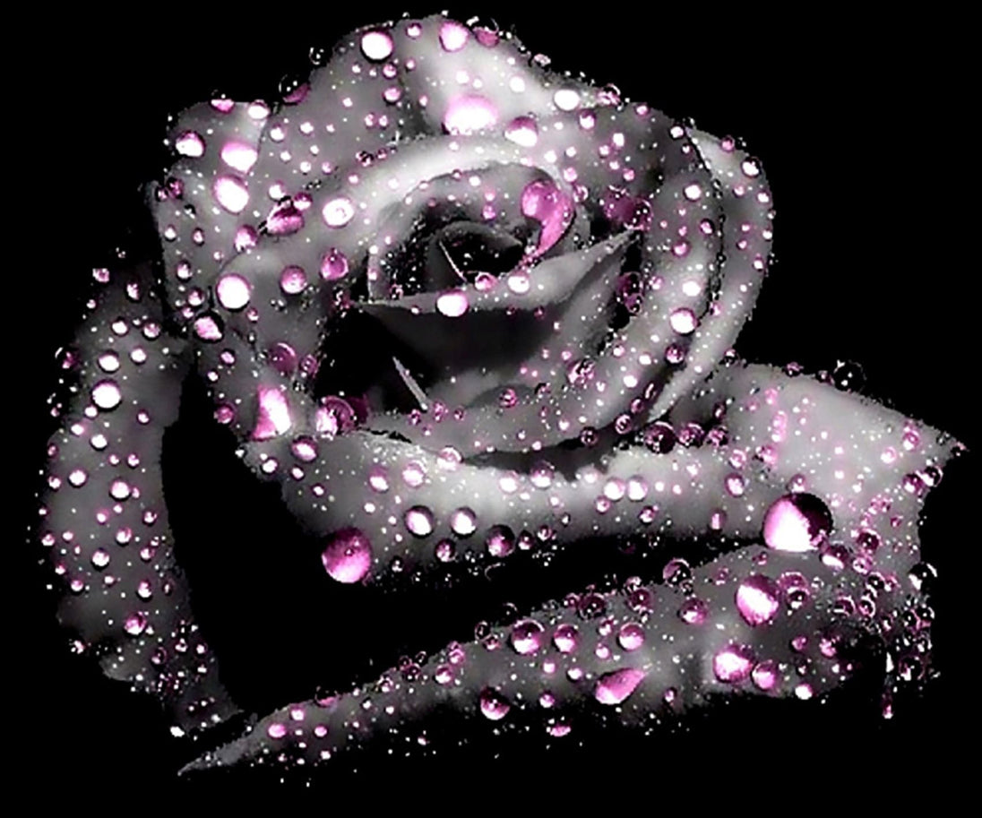 Diamond Painting mit schwarzer Rose und rosa Tautropfen vor schwarzem Hintergrund.
