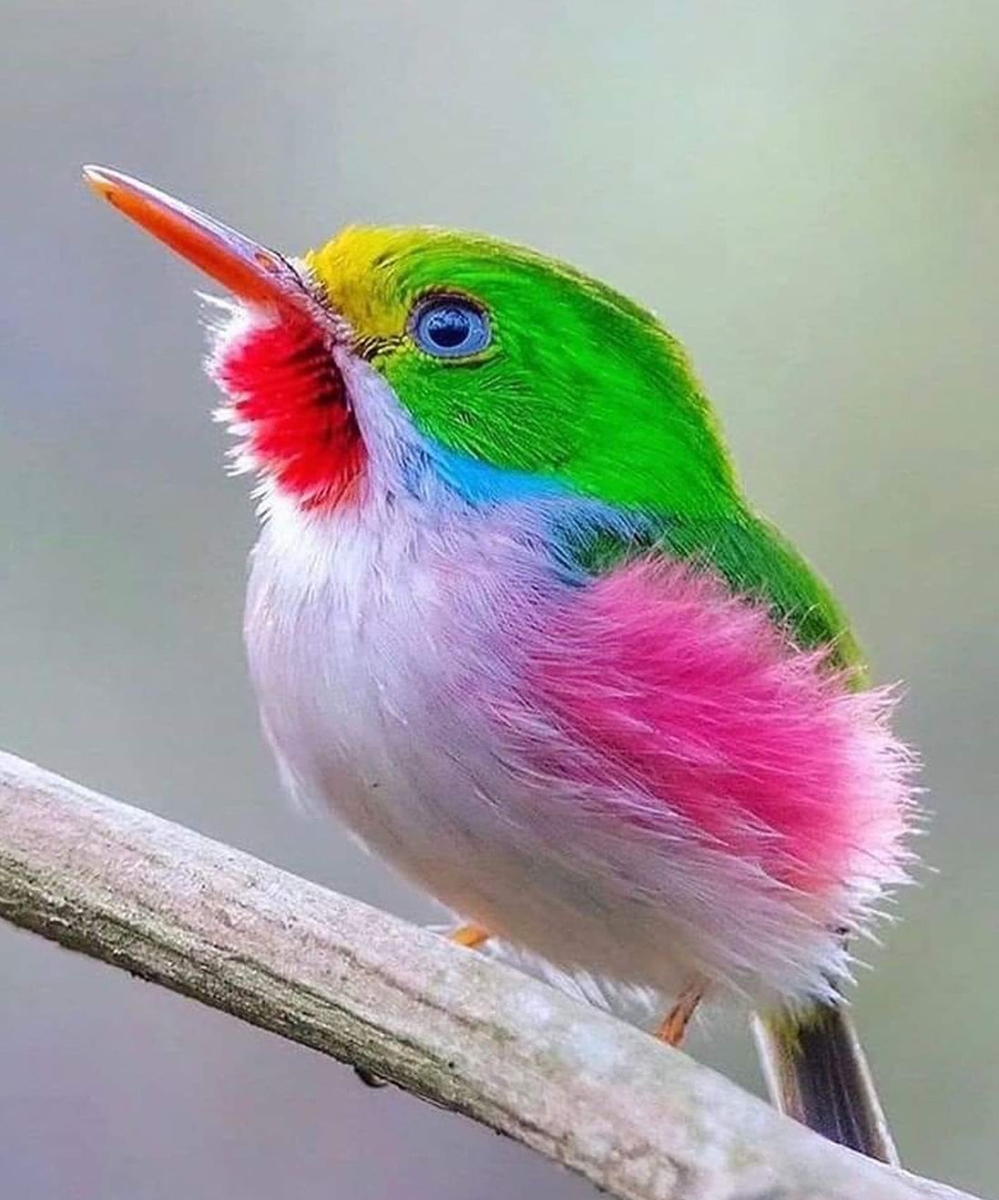 Diamond Painting mit farbenprächtigem exotischem Vogel auf einem Ast im fotorealistischen Stil.
