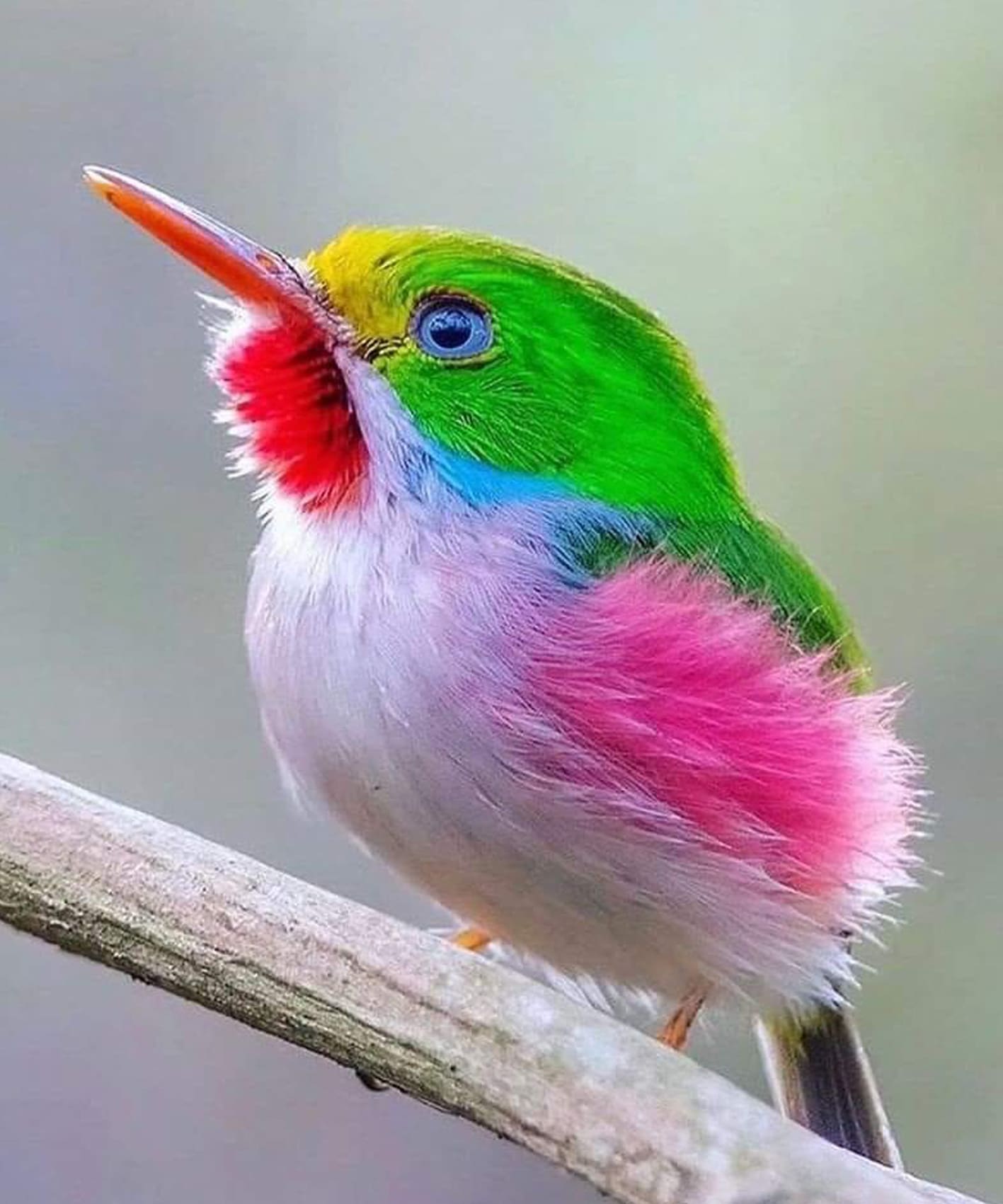Diamond Painting mit farbenprächtigem exotischem Vogel auf einem Ast im fotorealistischen Stil.
