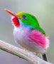 Diamond Painting mit farbenprächtigem exotischem Vogel auf einem Ast im fotorealistischen Stil.
