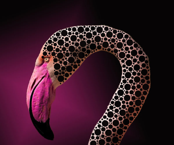 Diamond Painting eines Flamingos mit schwarz gepunktetem Muster auf dem Hals vor pinkem Hintergrund. 
