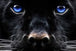 Diamond Painting Hund mit leuchtend blauen Augen und dunklem Fell.