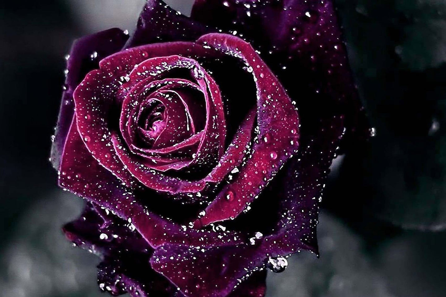 Diamond Painting einer dunkelroten Rose in Nahaufnahme, bedeckt mit vielen glitzernden Wassertropfen.