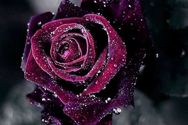 Diamond Painting einer dunkelroten Rose in Nahaufnahme, bedeckt mit vielen glitzernden Wassertropfen.