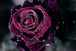 Diamond Painting einer dunkelroten Rose in Nahaufnahme, bedeckt mit vielen glitzernden Wassertropfen.