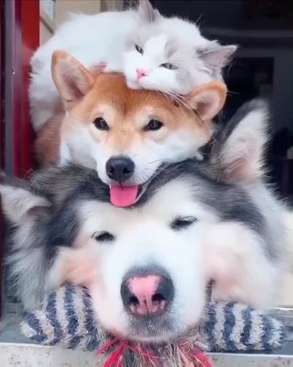 Diamond Painting mit weißer Katze auf Shiba Inu und Husky im fotorealistischen Tiermotiv.
