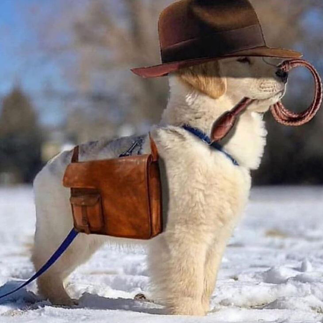 Diamond Painting mit weißem Hund im Schnee, Fedora-Hut, Ledertasche und Peitsche.